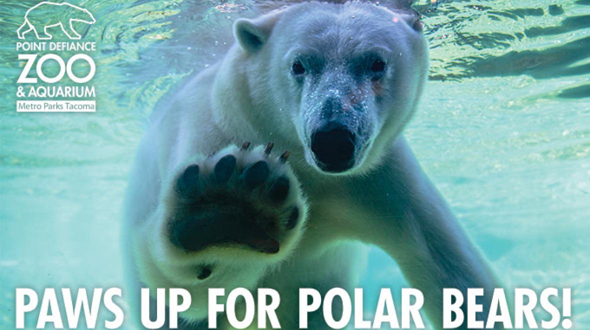 Polar Bear Weekend Seattle Area Family Fun Calendar ParentMap